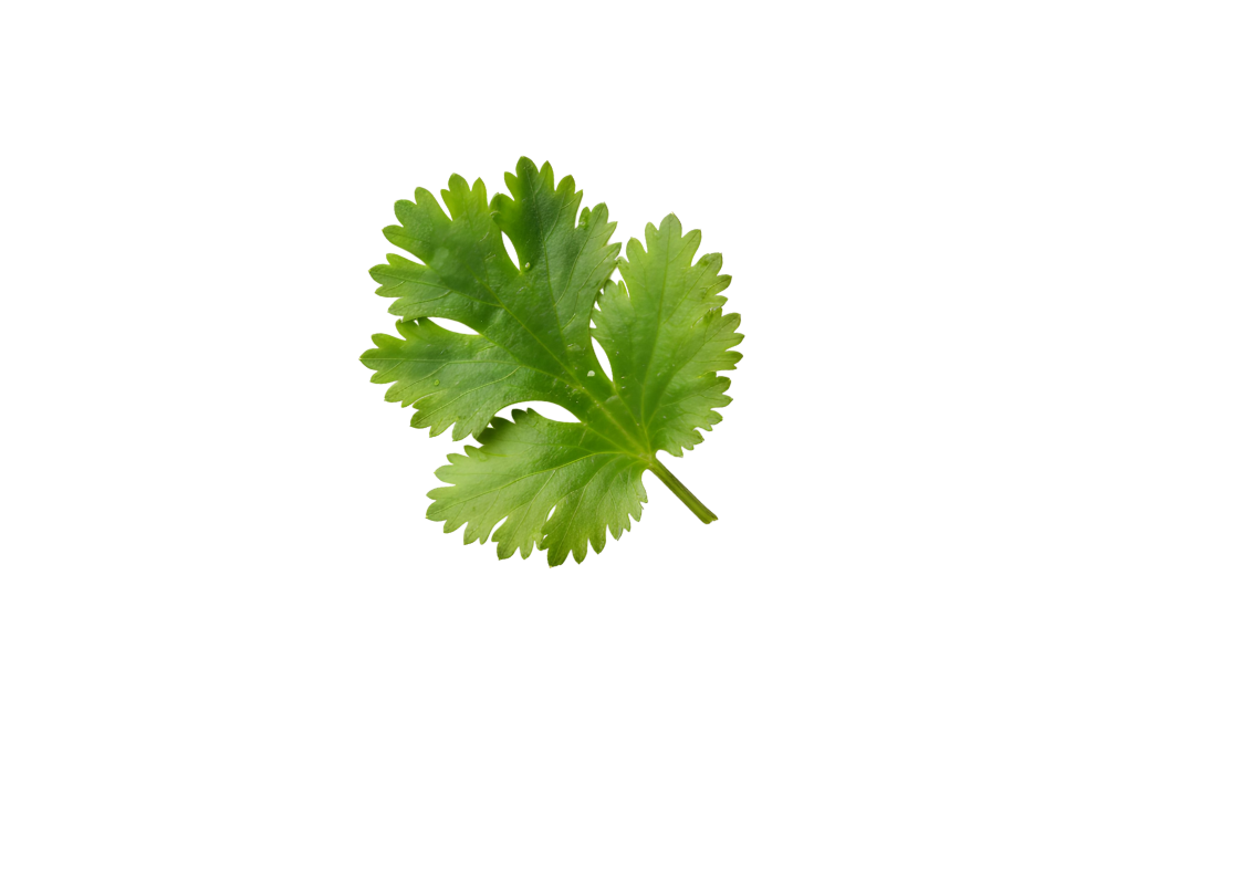 Coriander leaf