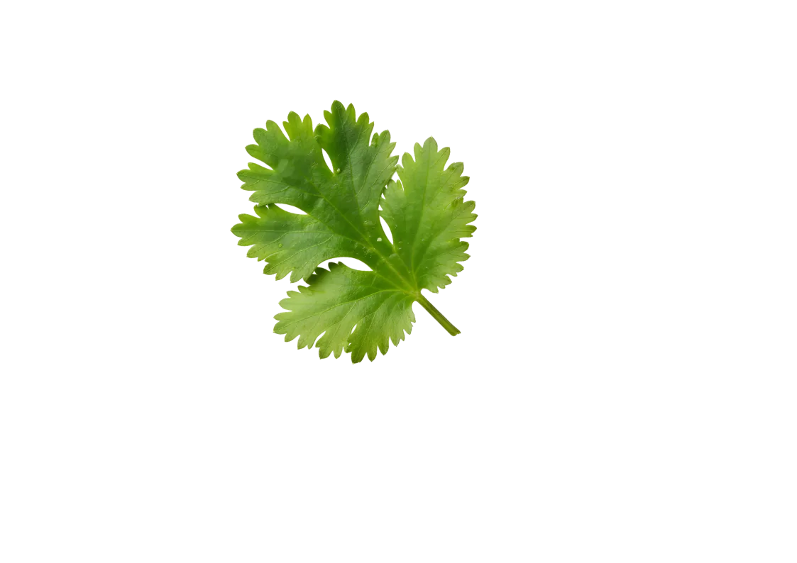 Coriander leaf